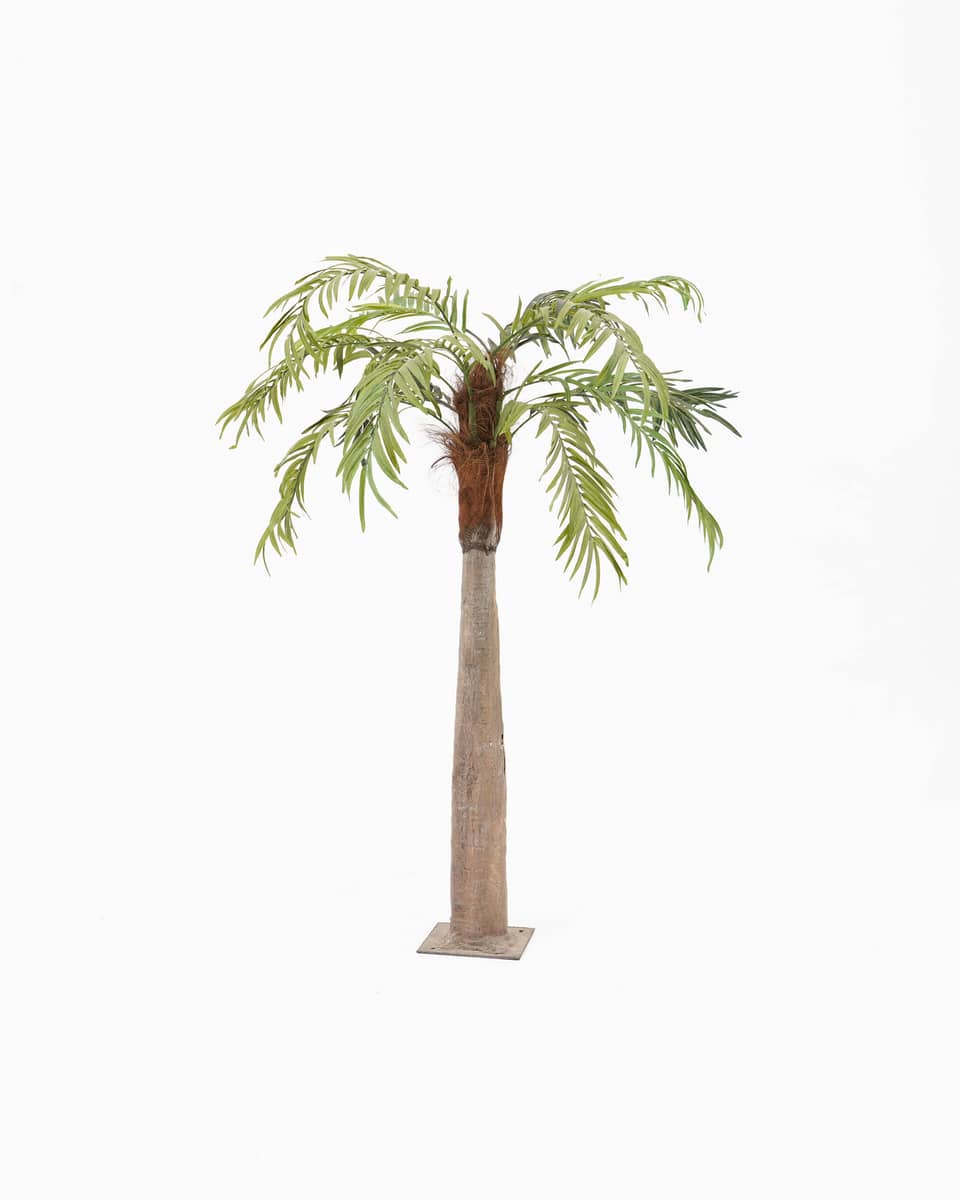 Palmera — 1