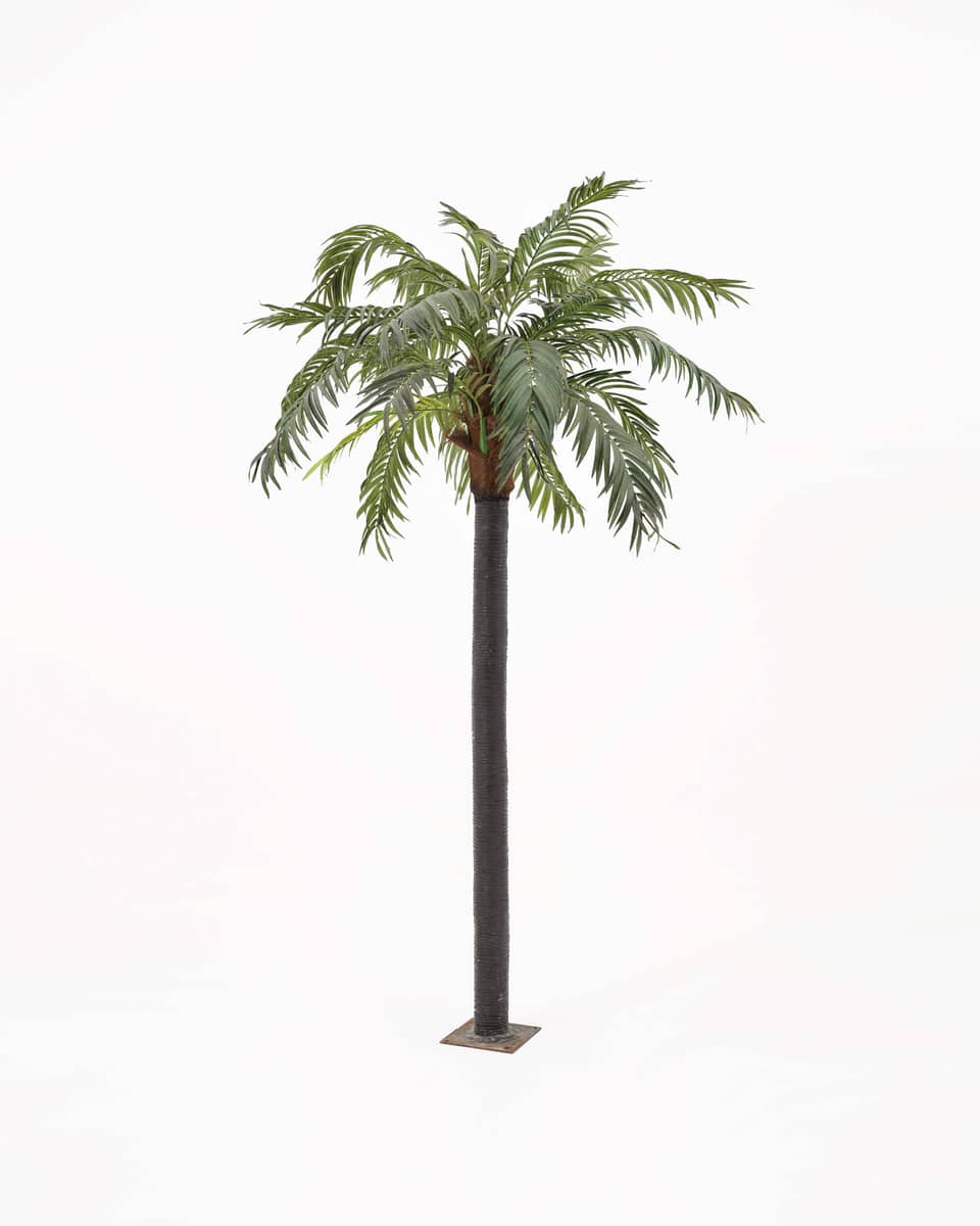 Palmera — 1